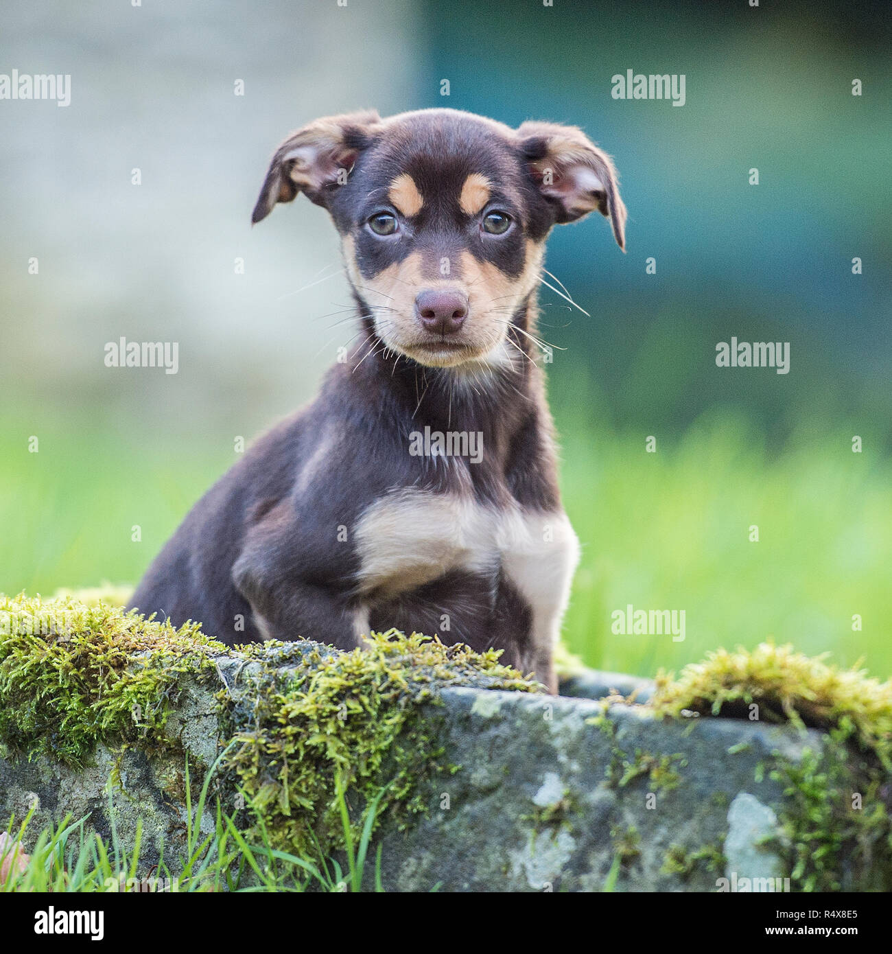 australian kelpie puppy Stock Photo