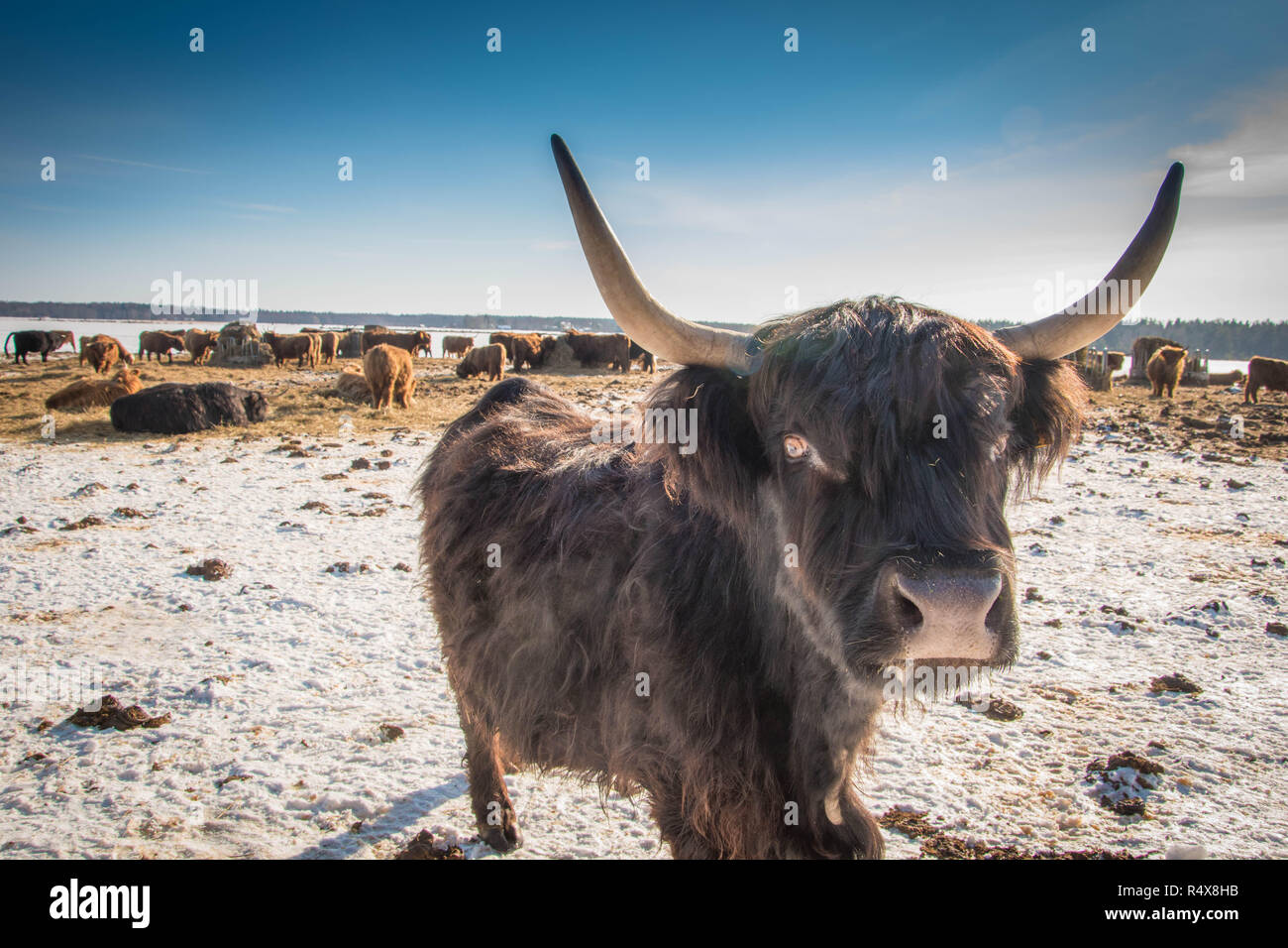 Black and white highland cattle hi-res stock photography and images - Alamy