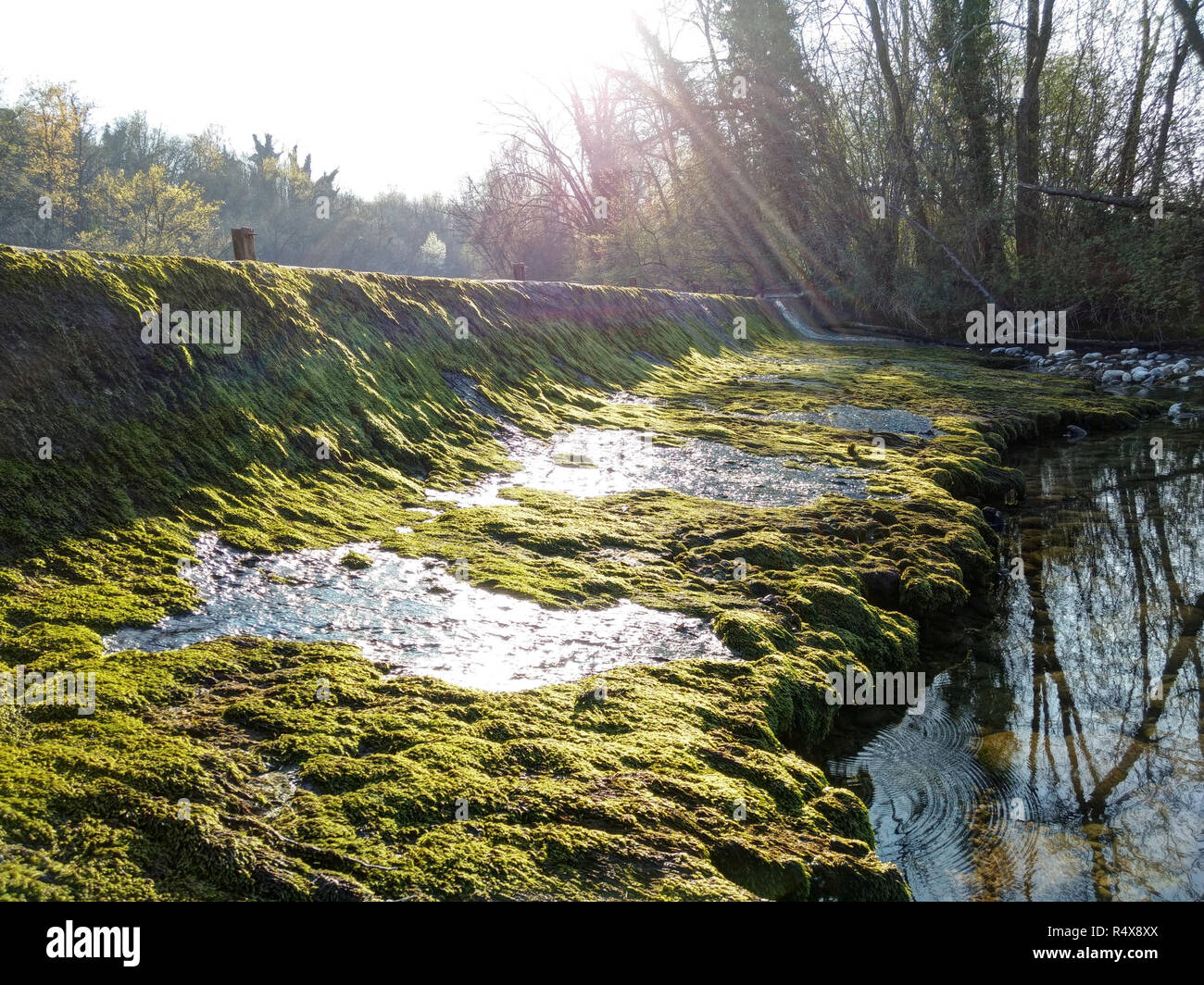 The Naviglio Langosco artifical canal dyke during spring at sunser, with moss, pebbles and puddles in backlight, in Ticino reserve, Galliate, Italy Stock Photo