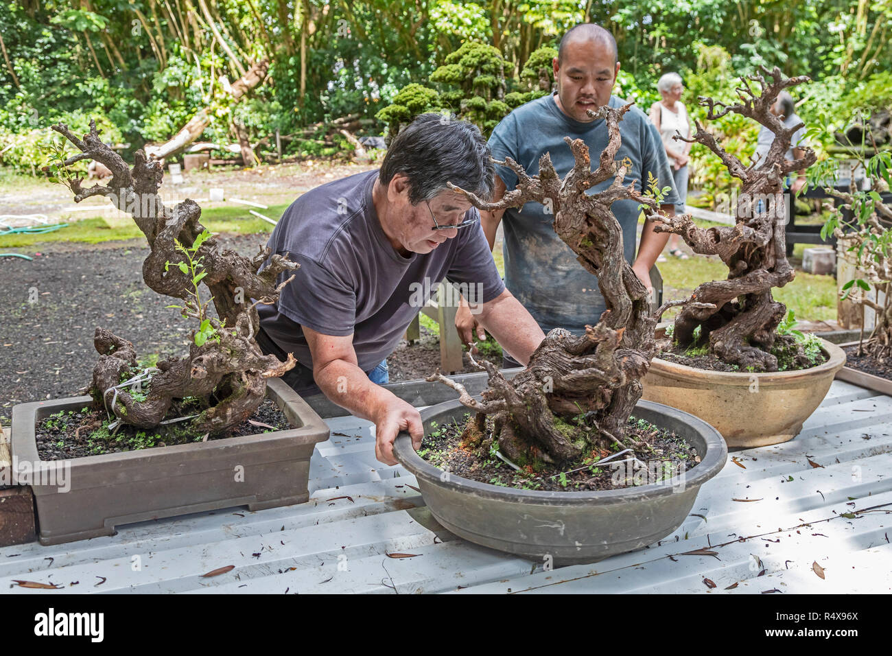 Kurtistown, Hawaii - The Fuku-Bonsai Cultural Center, a bonsai nursery and educational center. Workers hope to restore these bonsai, which were swept  Stock Photo