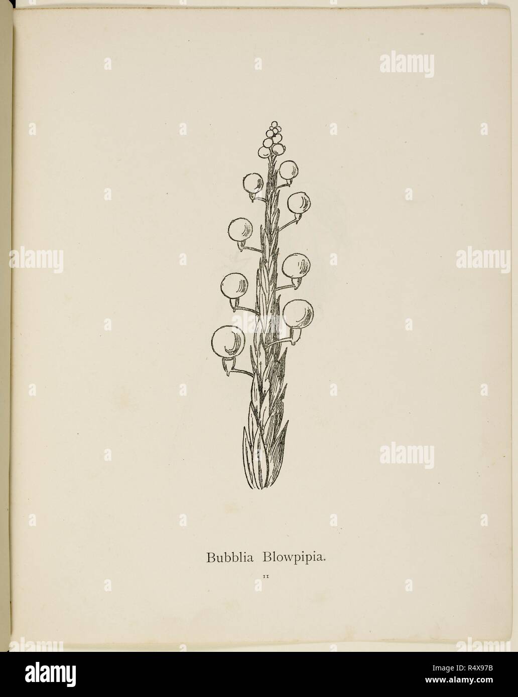 Fictional plant: 'Bubblia Blowpipia'  Illustration from Nonsense Botany by Edward Lear, published in 1889. . Nonsense Botany, and Nonsense Alphabets, Fifth edition. Frederick Warne & Co.: London & New York, 1889. Source: Cup.400.a.42 11. Language: English. Stock Photo