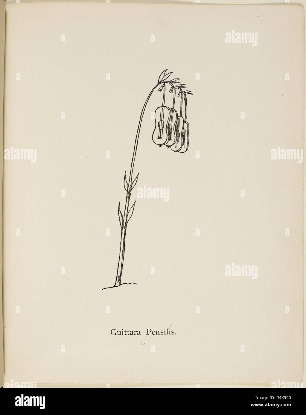 Fictional plant: 'Guittara Pensilis'. Illustration from Nonsense Botany by Edward Lear, published in 1889. . Nonsense Botany, and Nonsense Alphabets, Fifth edition. Frederick Warne & Co.: London & New York, 1889. Source: Cup.400.a.42 23. Stock Photo