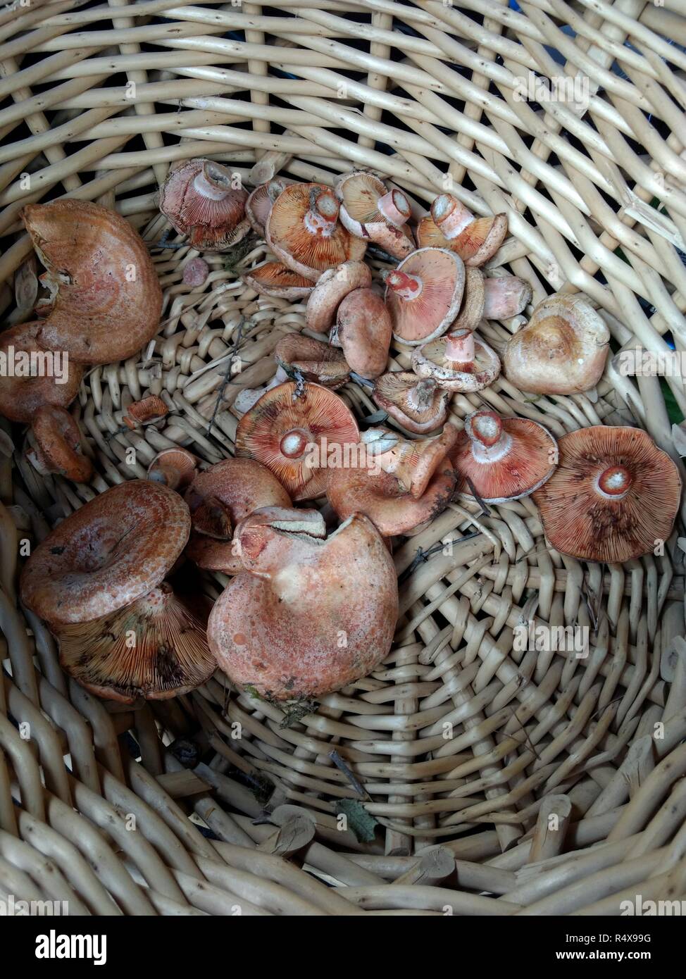 Some saffron milk cap mushrooms (Lactarius deliciosus), very similar to Lactarius sanguifluus and Lactarius deterrimus, in a wicker basket Stock Photo
