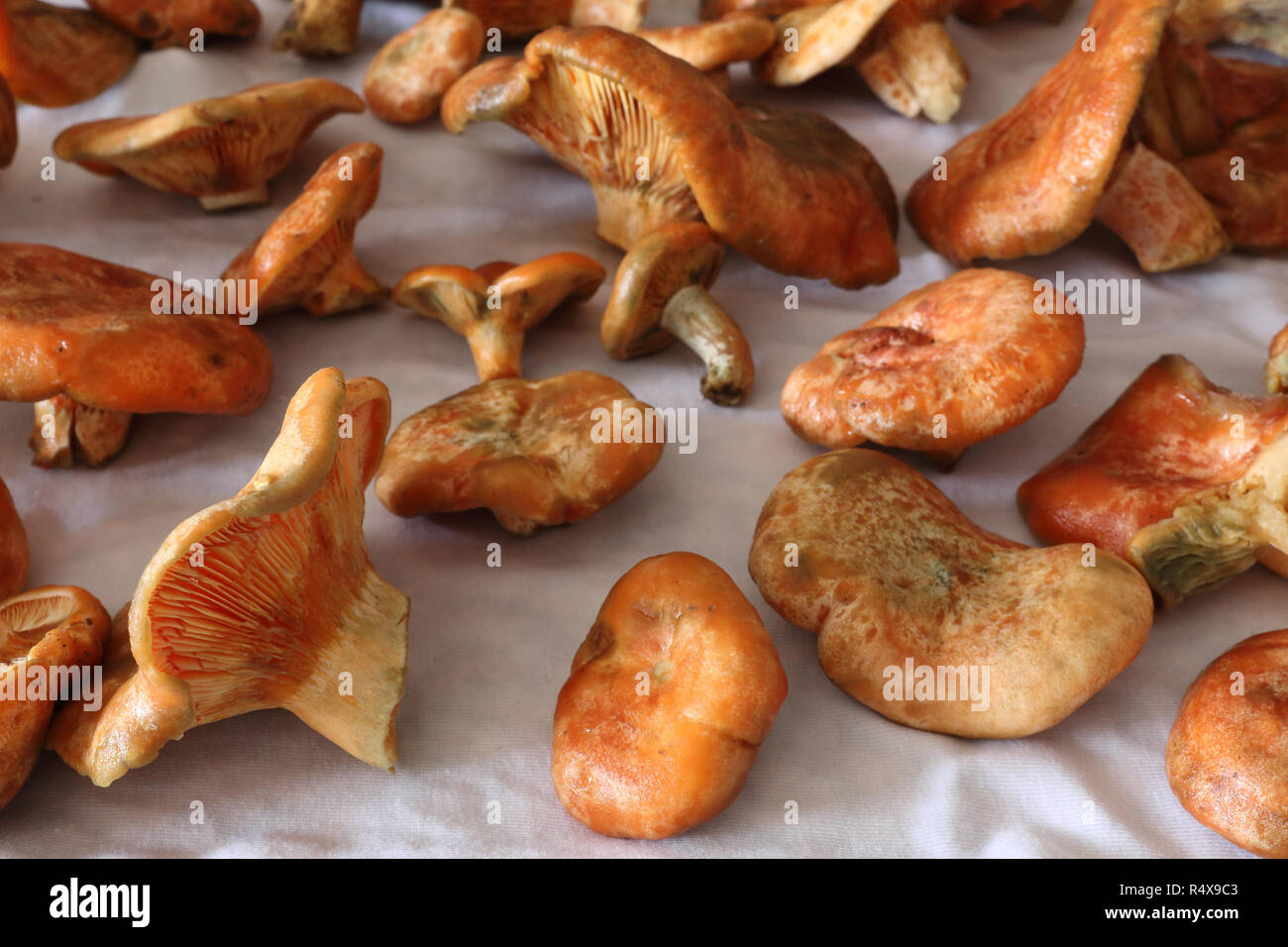 Some wet saffron milk cap mushrooms (Lactarius deliciosus), very similar to Lactarius sanguifluus and Lactarius deterrimus, drying on a cloth Stock Photo