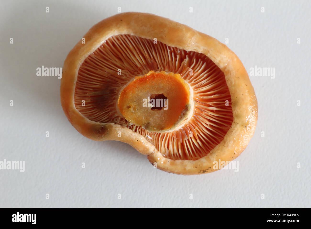 The lower side of the cap of saffron milk cap mushrooms (Lactarius deliciosus), similar to Sanguifluus and Deterrimus, with lamellae and orange latex Stock Photo