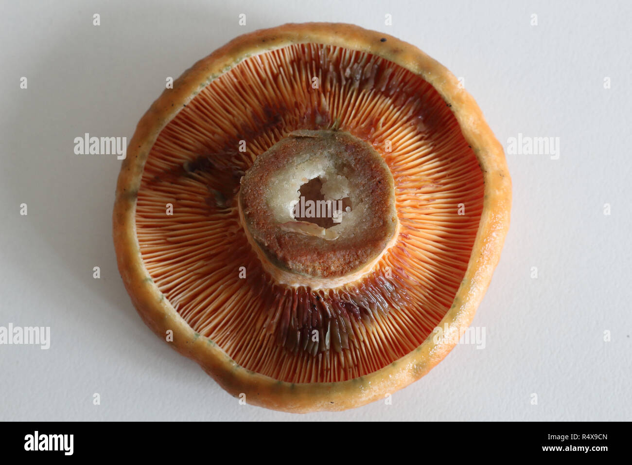 The lower side of the cap of saffron milk cap mushrooms (Lactarius deliciosus), similar to Sanguifluus and Deterrimus, with lamellae and orange latex Stock Photo