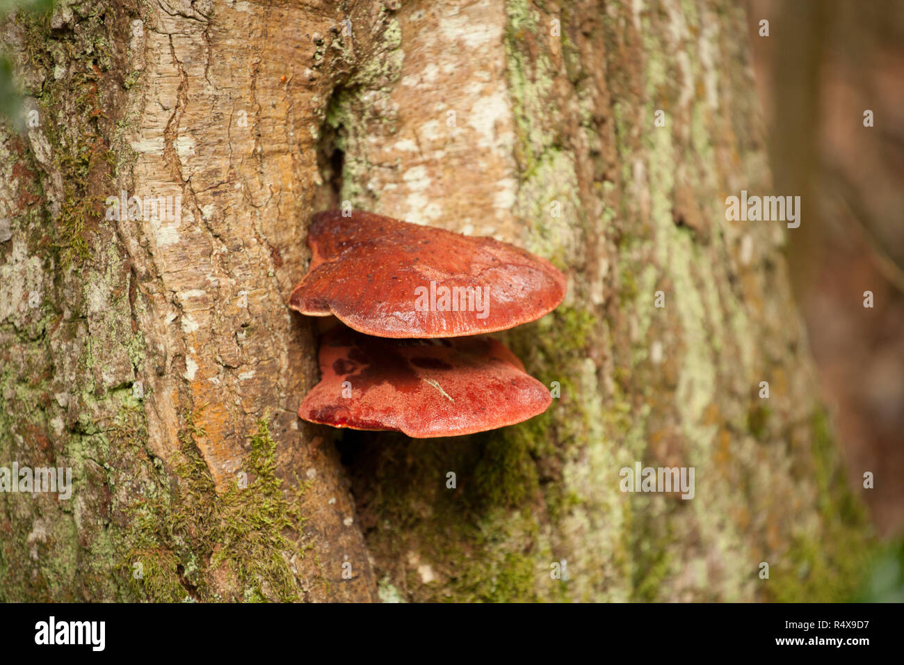 Beefsteak fungi, Fistulina hepatica, growing in deciduous woodland on a tree trunk in the New Forest Hampshire England UK GB. The fungus gets its name Stock Photo