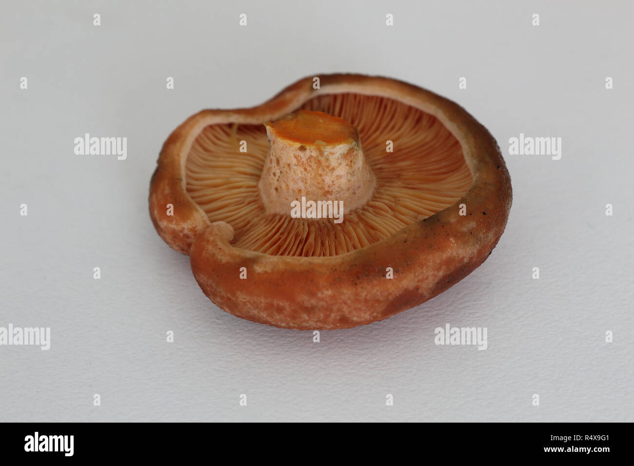 The lower side of the cap of saffron milk cap mushrooms (Lactarius deliciosus), similar to Sanguifluus and Deterrimus, with lamellae and orange latex Stock Photo