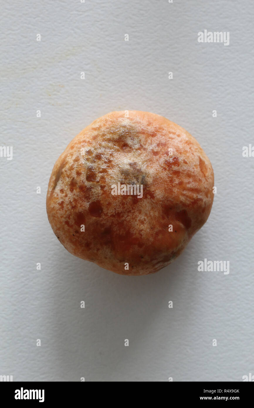 The depressed, irregular orange cap of saffron milk cap mushrooms (Lactarius deliciosus