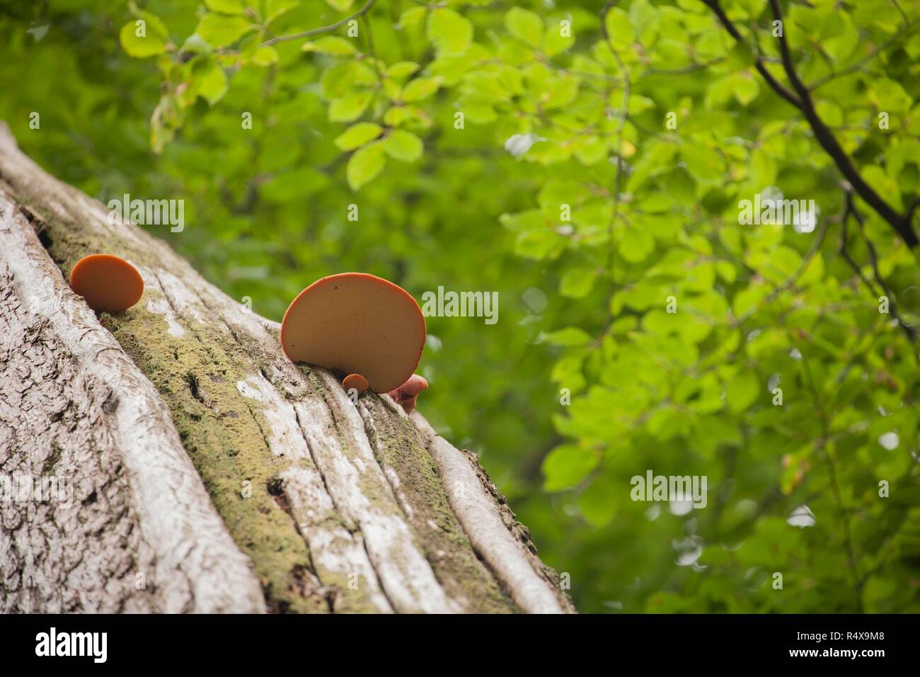 Beefsteak fungi, Fistulina hepatica, growing in deciduous woodland on a tree trunk in the New Forest Hampshire England UK GB. The fungus gets its name Stock Photo