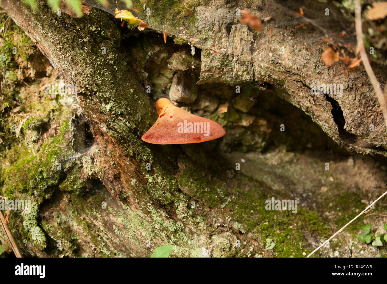 Beefsteak fungi, Fistulina hepatica, growing in deciduous woodland on a tree trunk in the New Forest Hampshire England UK GB. The fungus gets its name Stock Photo