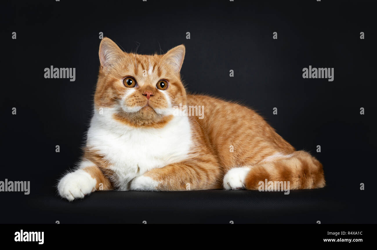 Cute youngster red tabby with white British Shorthair cat kitten laying side ways, looking beside camera with orange eyes. Isolated on black Backgroun Stock Photo