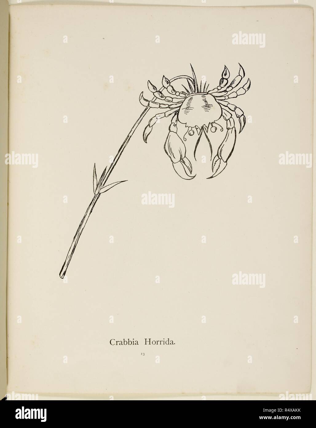 Fictional plant: 'Crabbia Horridia'  Illustration from Nonsense Botany by Edward Lear, published in 1889. . Nonsense Botany, and Nonsense Alphabets, Fifth edition. Frederick Warne & Co.: London & New York, 1889. Source: Cup.400.a.42 13. Language: English. Stock Photo