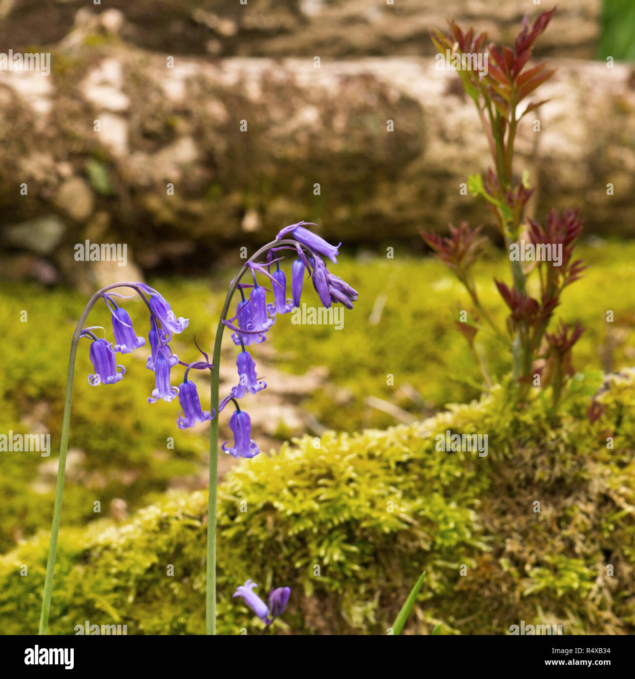Cheddar complex hi-res stock photography and images - Alamy