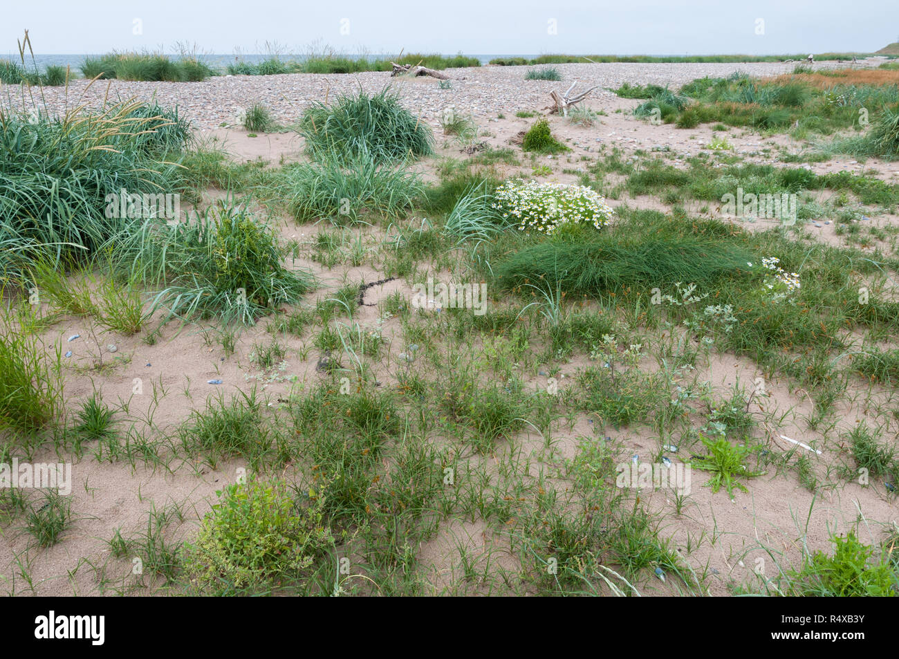 Sand dune/ Strand line plant community on a Scottish coast Stock Photo