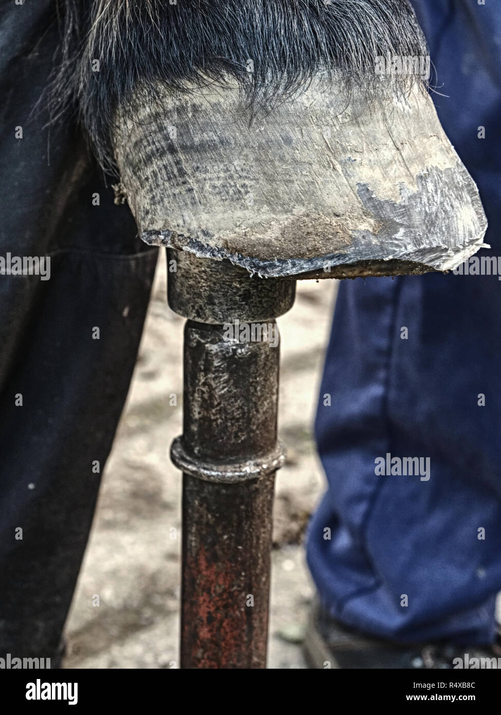 Hoofs after blacksmith care. Detail of unshod horse hoof. Horse hoof