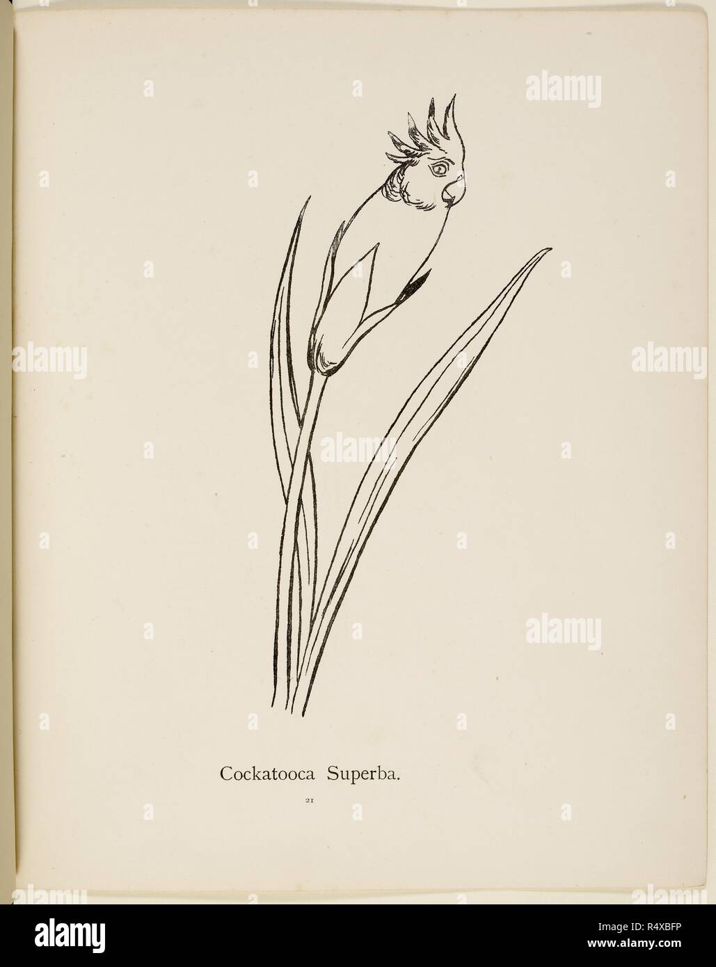 Fictional plant: 'Cockatooca Superba'  Illustration from Nonsense Botany by Edward Lear, published in 1889. . Nonsense Botany, and Nonsense Alphabets, Fifth edition. Frederick Warne & Co.: London & New York, 1889. Source: Cup.400.a.42 21. Language: English. Stock Photo