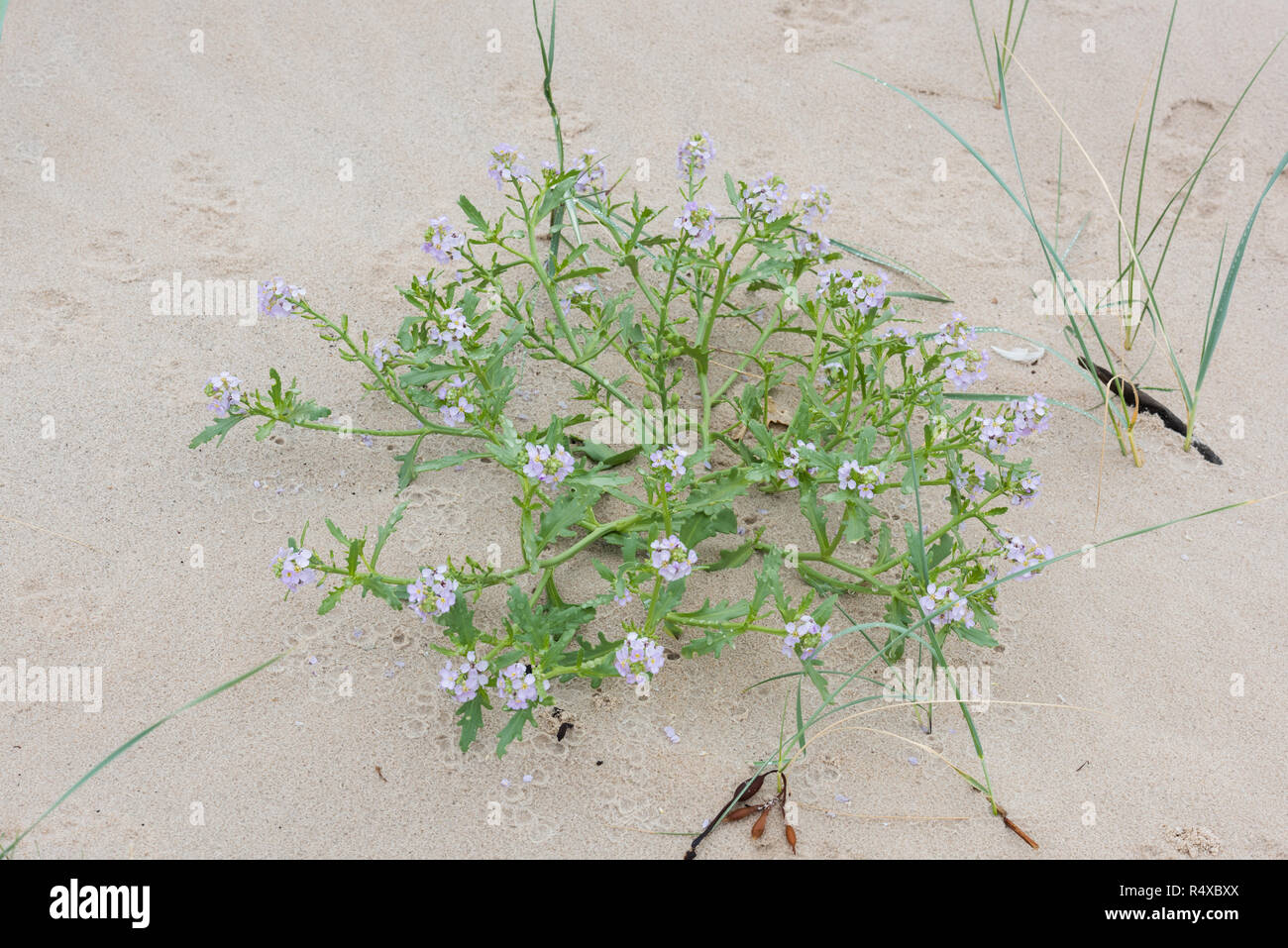 Searocket (Cakile maritima) on a Scottish beach Stock Photo