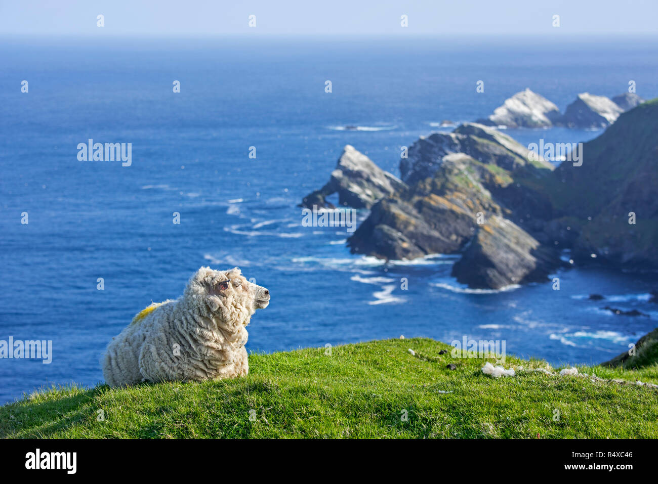 White sheep ewe resting on sea cliff top at Hermaness National Nature Reserve, Unst, Shetland Islands, Scotland, UK Stock Photo