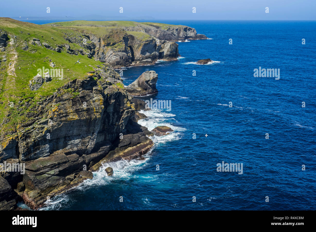 Sea cliffs and sea stacks at Strandburgh Ness / Strandibrough, headland on the island Fetlar, Shetland Islands, Scotland, UK Stock Photo
