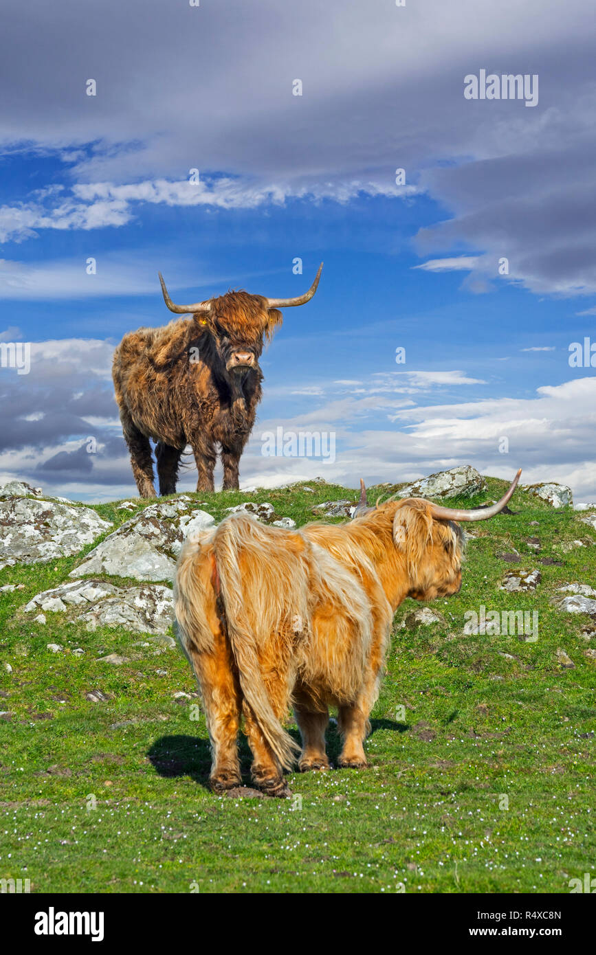 Two Highland cows (Bos taurus) in meadow in the Scottish Highlands, Scotland, UK Stock Photo