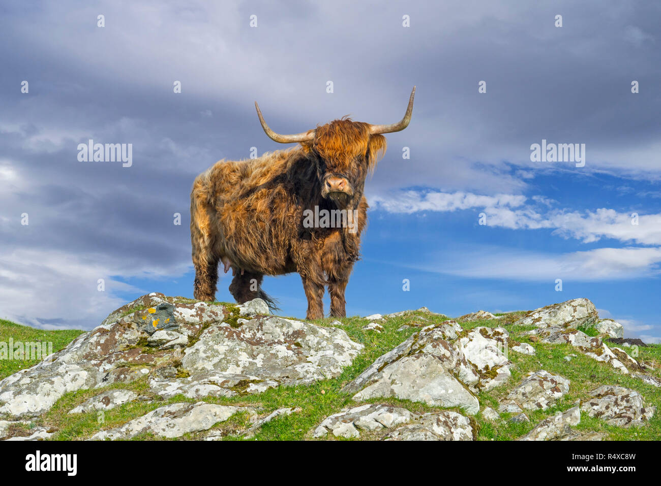 Highland cow (Bos taurus) portrait in the Scottish Highlands, Scotland, UK Stock Photo