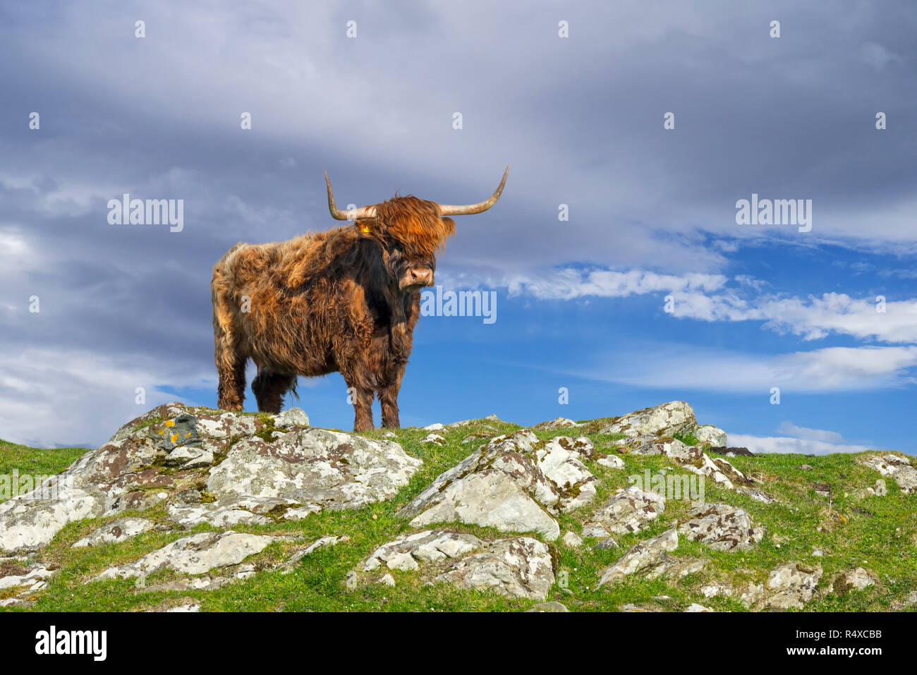 Highland cow (Bos taurus) portrait in the Scottish Highlands, Scotland, UK Stock Photo