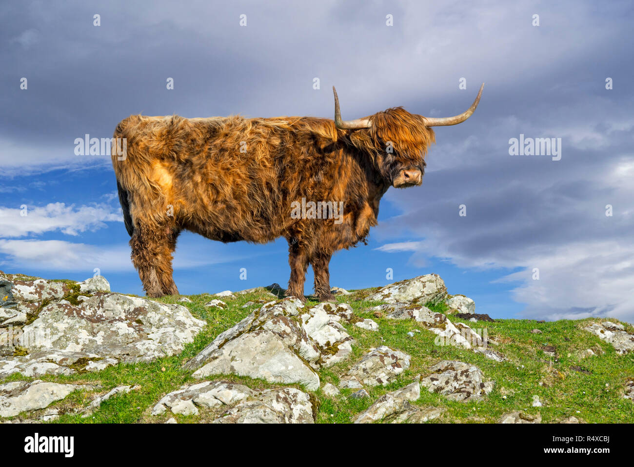 Highland cow (Bos taurus) portrait in the Scottish Highlands, Scotland, UK Stock Photo