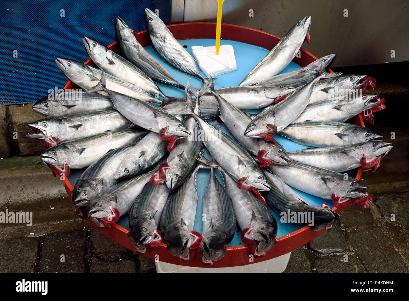 Market stall with Atlantic bonito (Sarda sarda) fish in Turkey. Stock Photo