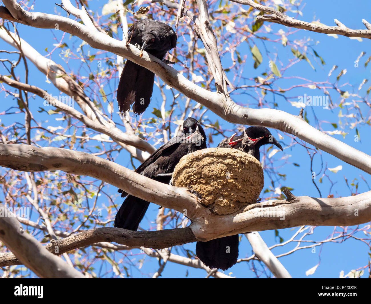 Corcorax White-winged Chough's (Corcorax melanorhamphos) at nest with chicks ...