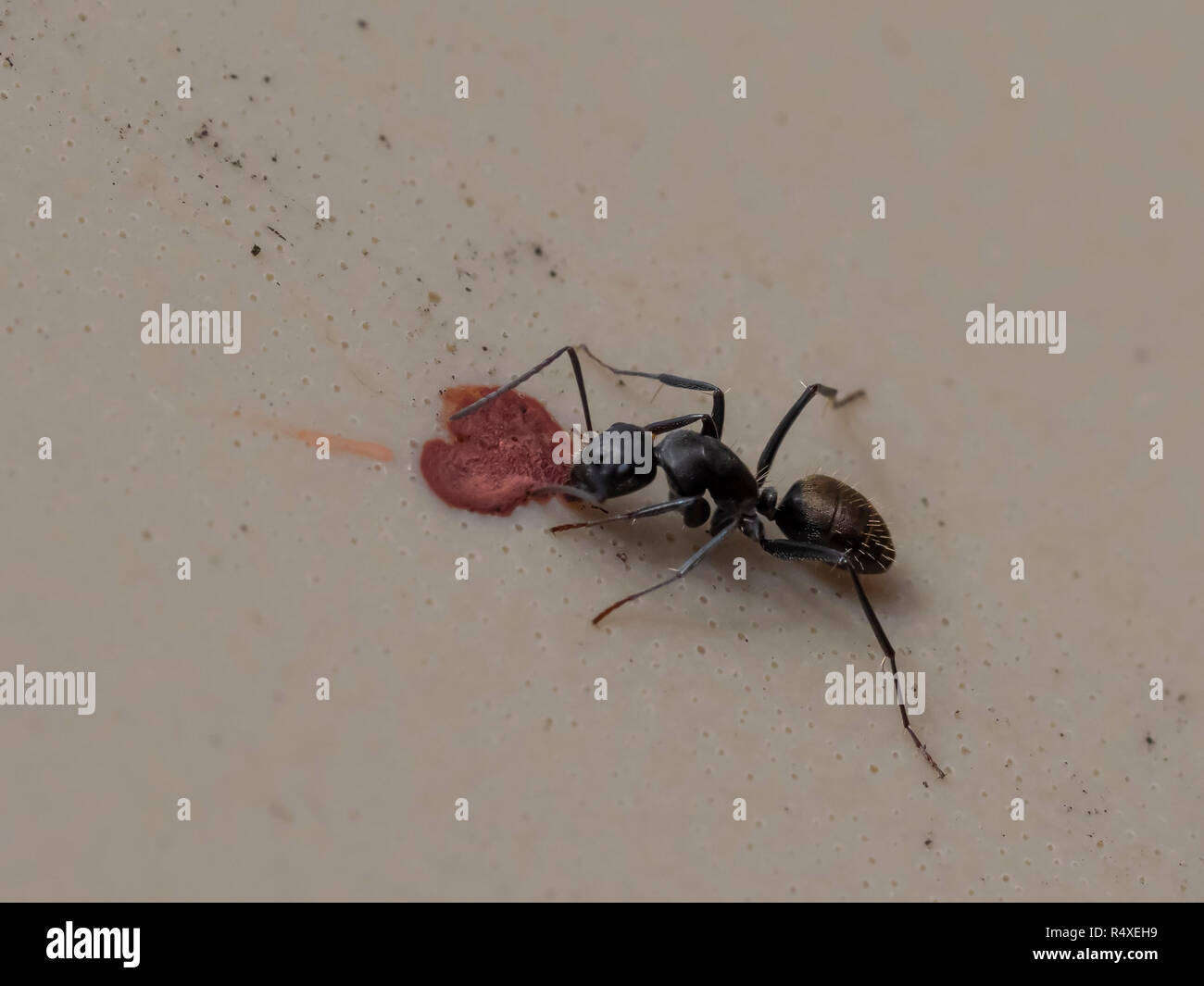 Meat Ant (Iridomyrmex purpureus Stock Photo Alamy