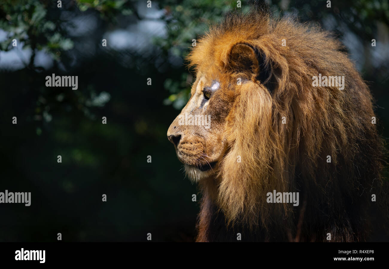 Male Afircan Lion Stock Photo