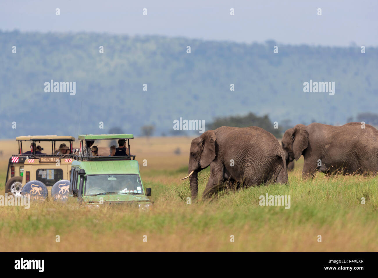Nature photograph with view of two African elephantsÂ (LoxodontaÂ africana)Â near safari cars, Serengeti National Park, Mara Region, Tanzania Stock Photo