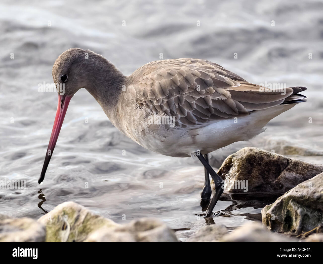 Black Tailed Godwit Scientific Name Limosa Limosa The Black Tailed Godwit Is A Rare Breeding Bird In The Uk That Has Suffered From Dramatic Declines Classified In The Uk As Red Under The Birds Of
