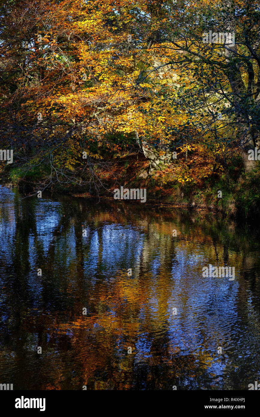 Autumn woodland reflected in a river Stock Photo