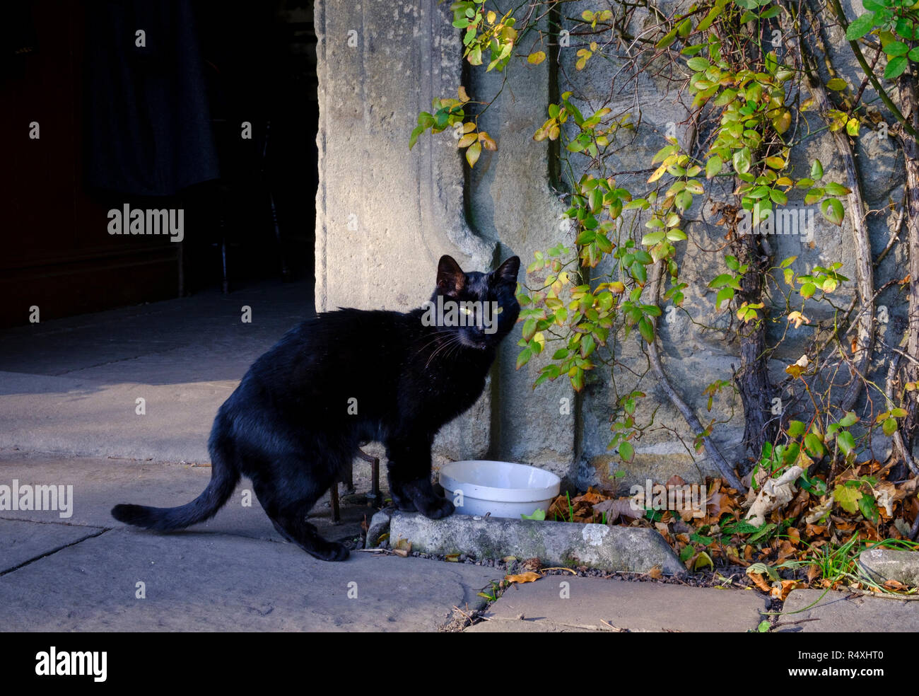 Black Cat looking up from bowl of milk Stock Photo