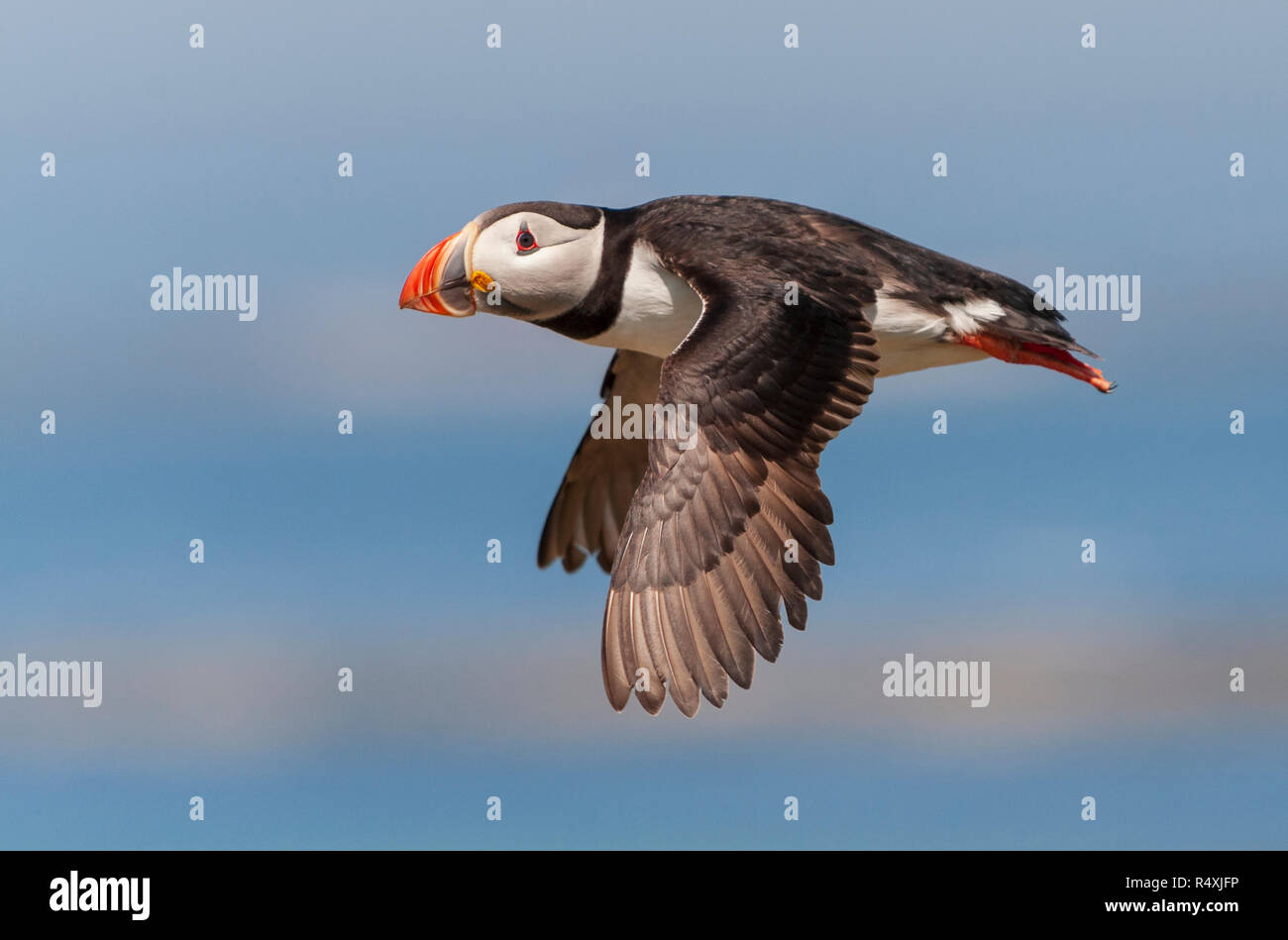 Puffins in flight - Atlantic puffin Fratercula arctica flying in a clear sky Stock Photo