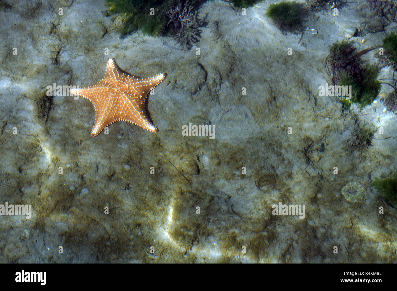 A Starfish on the Ocean Floor Stock Photo