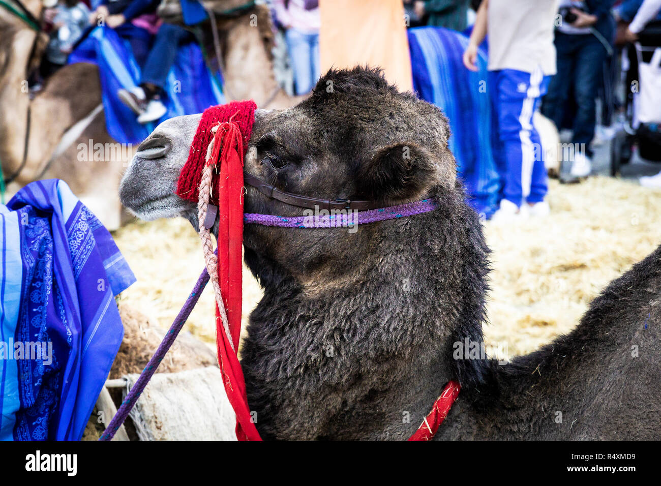 Straw Camel High Resolution Stock Photography And Images Alamy