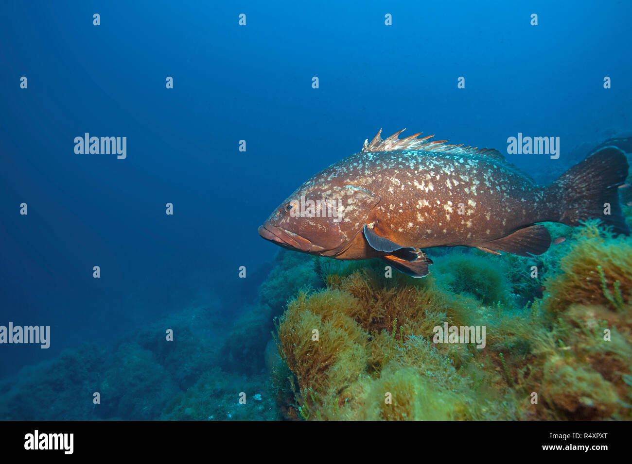 Dusky grouper (Epinephelus marginatus) at a mediterranean reef, Port Cros, Hyeres, South France, France Stock Photo