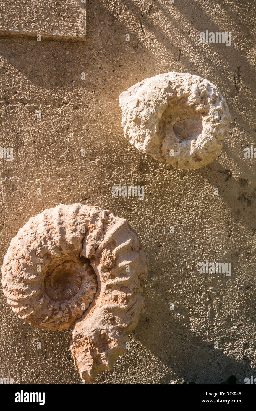 Ammonites, Scaliger Castle Museum, Malcesine, Lake Garda, Italy, Europe Stock Photo