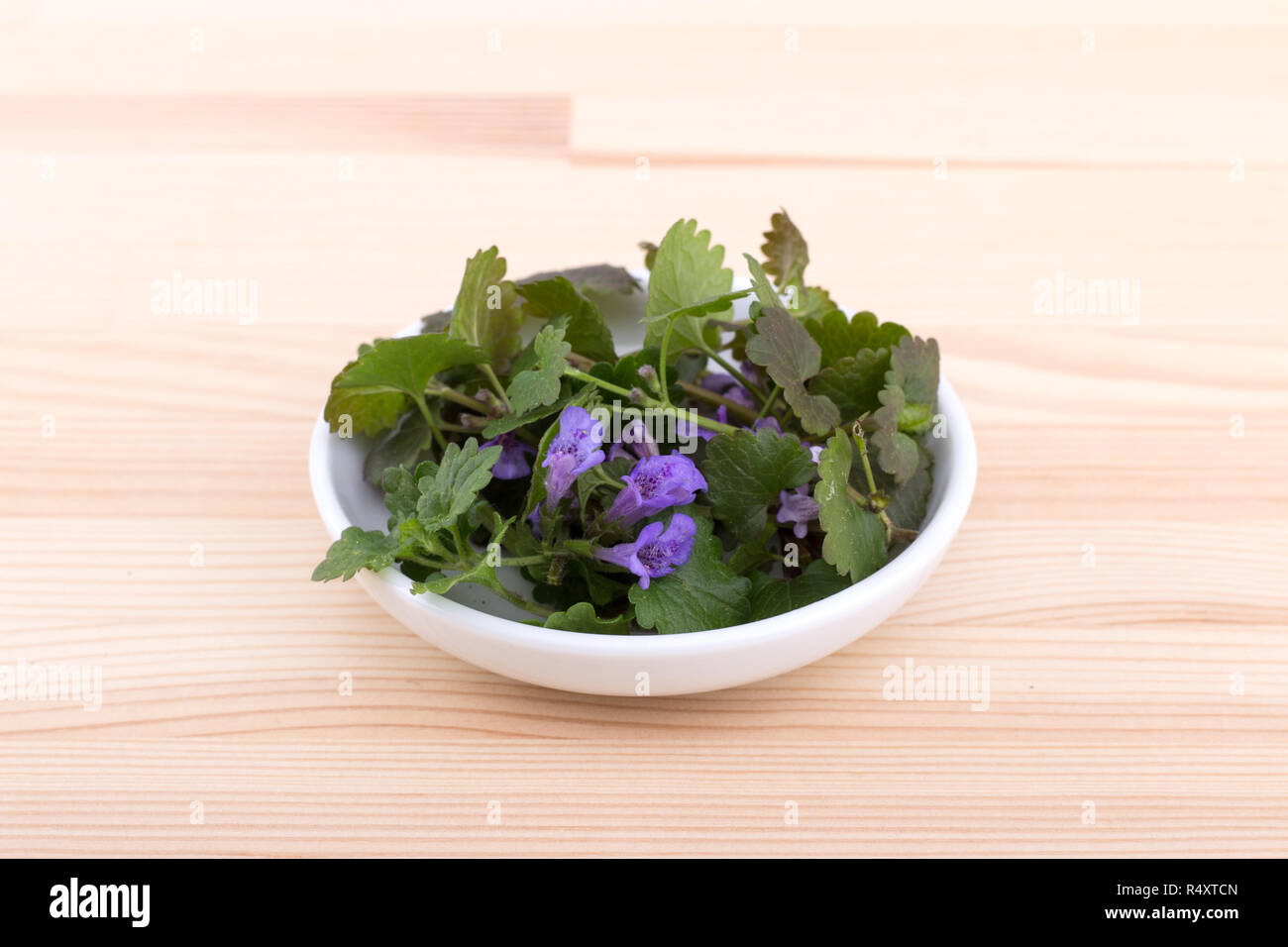 fresh, ground ivy, ivy, Glechoma hederacea, ground ivy, herb, medicinal plant, spices, wild herbs, health, healthy, flowers, leaves, blossom, medicinal plant, plant, nature, porcelain bowl, dish, wood, medicine, ground ivy tea, tea, mint family, wild plan Stock Photo