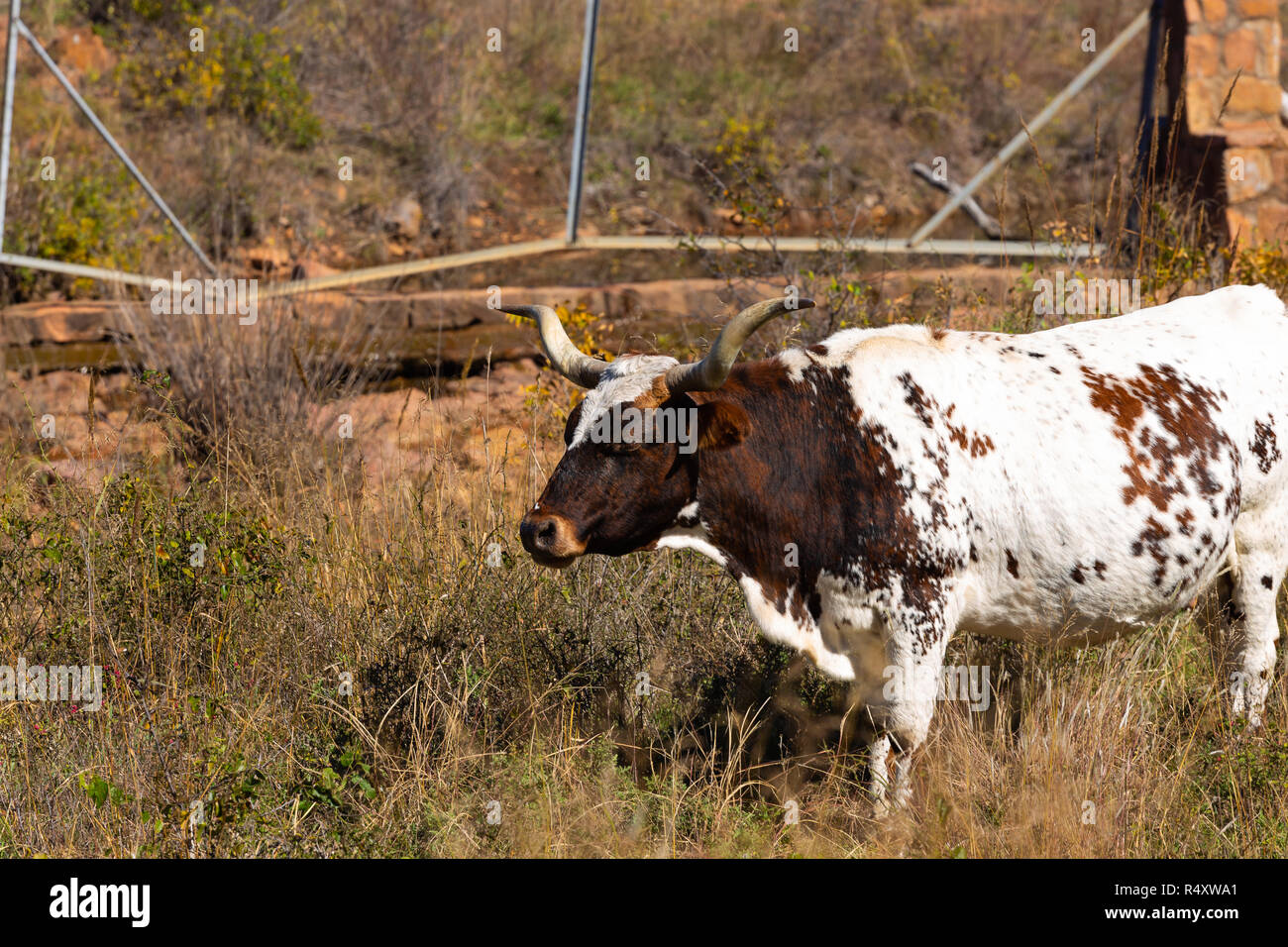 Texas Longhorns Stock Photo