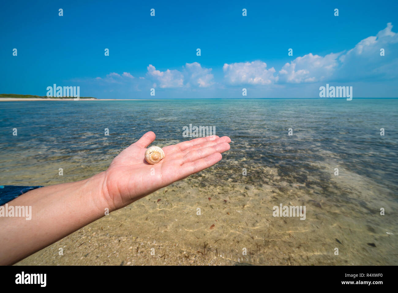A tourist holds up a shell on a beach on Paradise Island, Mozambique. Stock Photo