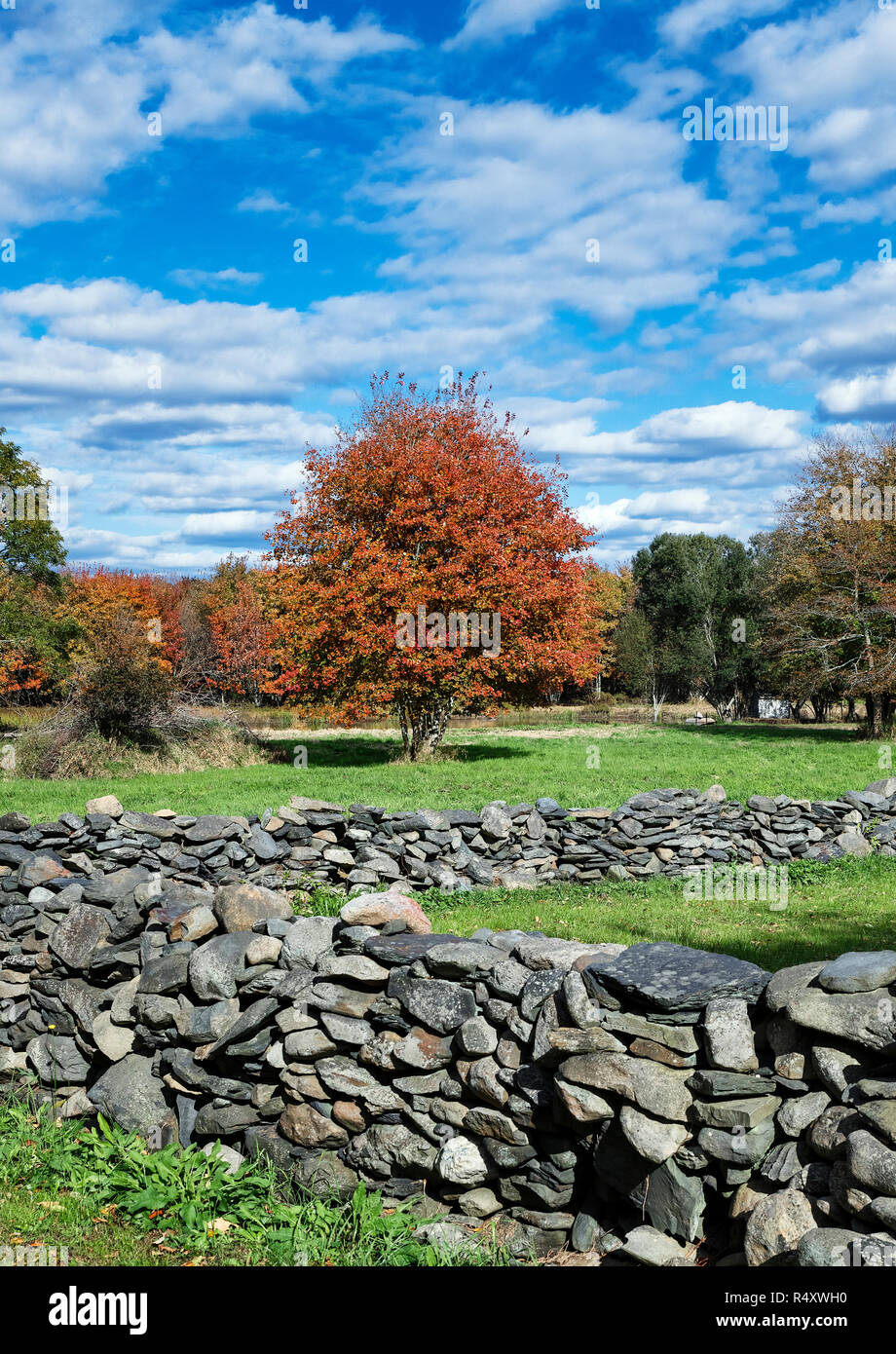 Rustic fieldstone wall and autumn tree, Tiverton, Rhode Island, USA. Stock Photo