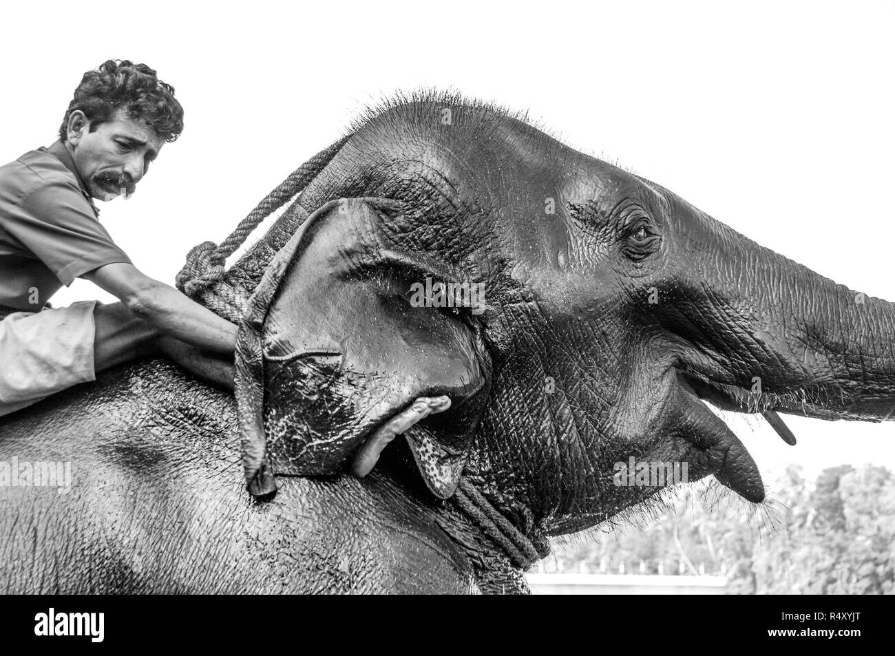 Indian elephant enjoying a good ear scratch! Stock Photo