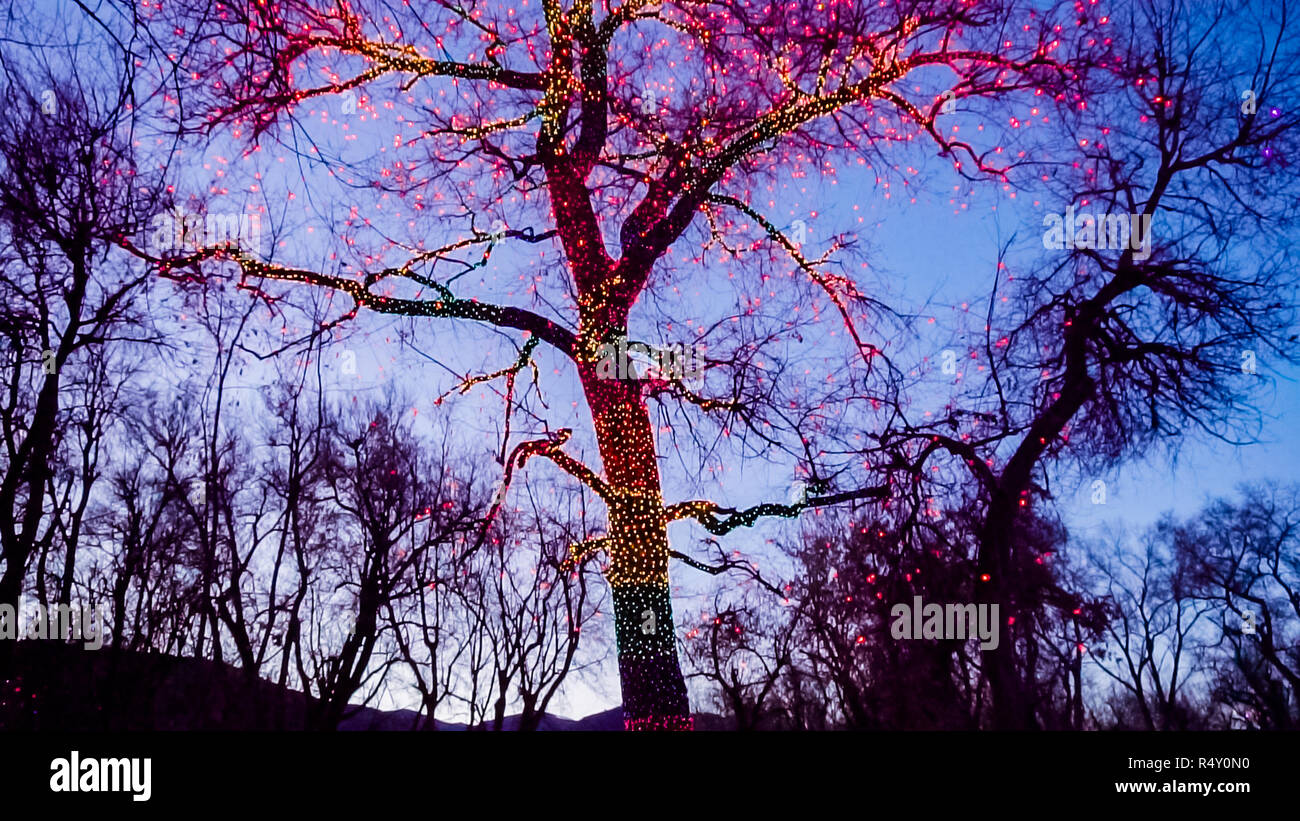 Old big tree decorated with yellow, orange, and red Christmas lights