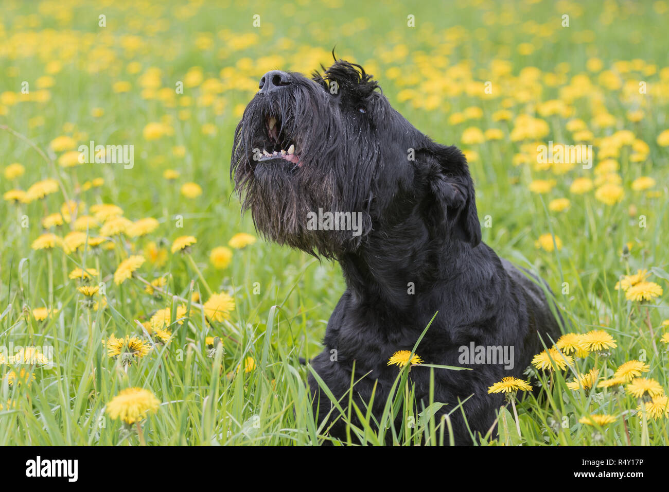 giant schnauzer bark