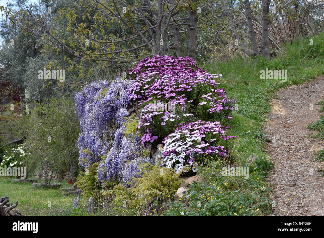 white purple flower hanging on a road wall Stock Photo Alamy