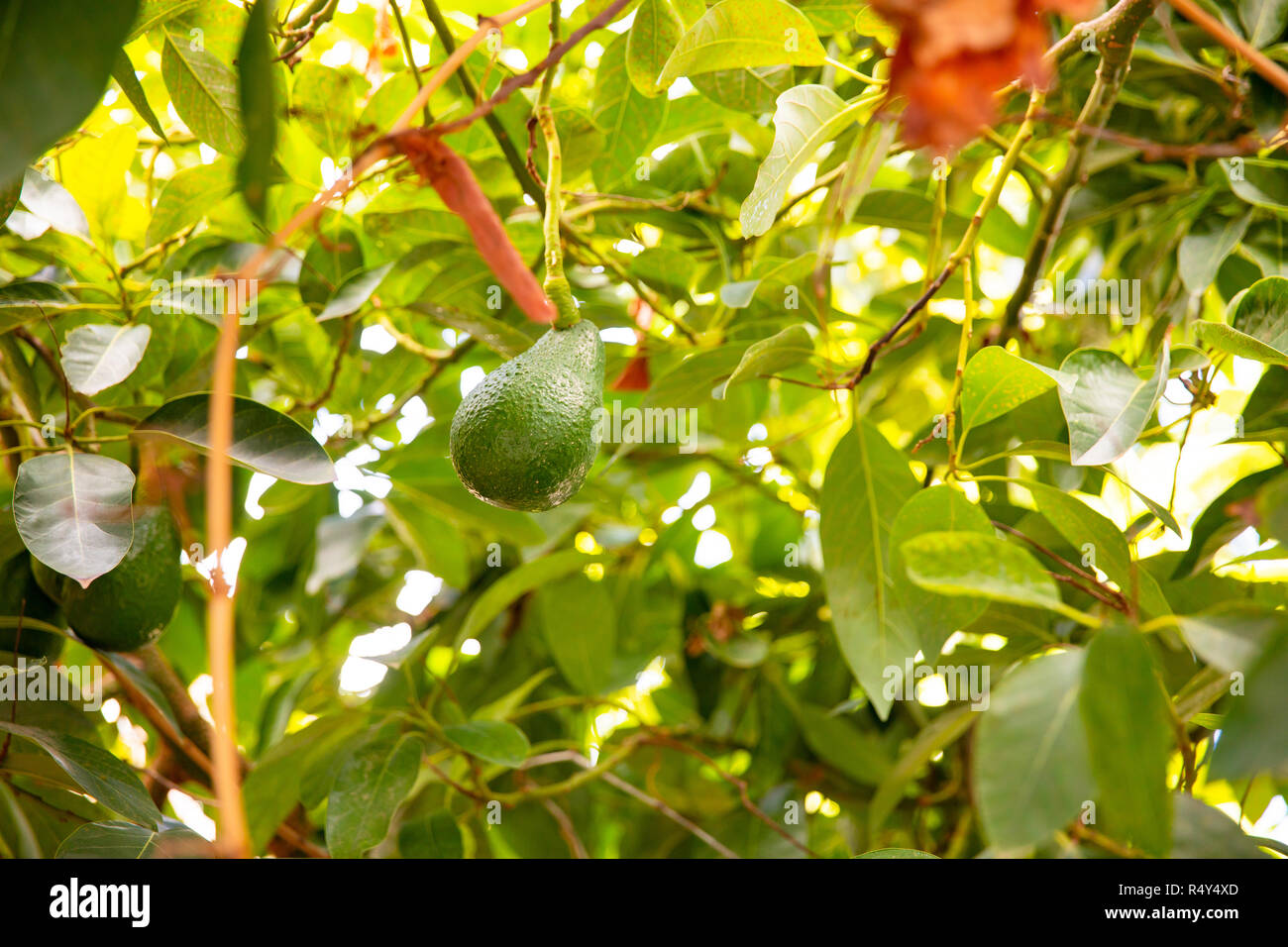 Avocado leaves hires stock photography and images Alamy
